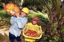 Harga TBS Sawit Naik Rp66,55
