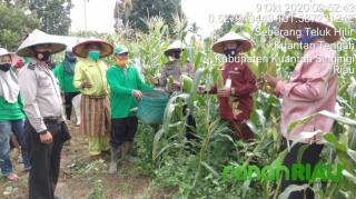 Program Jaga Kampung Kecamatan Kuantan Tengah lakukan panen Jagung