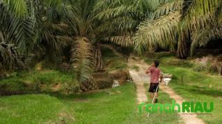 Benarkah Alun Tulis Nama Penikmat Hasil Kebun Sawit Pemda Kuansing