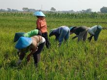  JUT Pangkas BOP Petani Hingga 50%