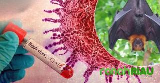 Virus Nipah Naikkan Kewaspadaan, Riau Tak Mau Kecolongan