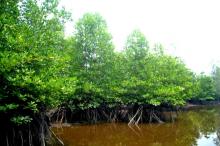 Ekowisata Mangrove di Reteh Akan Dikembangkan