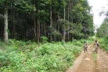 Karimun Pasok Kayu Dari Hutan Kepulauan Meranti