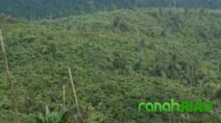 Merasa Ditipu, Supriyadi Akan Laporkan Kasus Penjualan Lahan HPT ke Kejari Kuansing