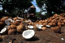 Harga Kelapa Butir Terus Merosot