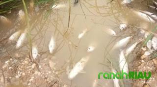 Fenomena Ikan Mati Massal, Diduga Terpapar Limbah Pabrik PT ASMJ II