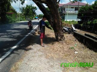 Beberapa Pohon di Desa Senggoro Membahayakan ke Pengguna Jalan Raya