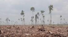 Ajak Masyarakat manfaatkan Lahan, Pemkab Siak siapkan 10.000 bibit sirsak