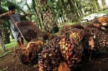 Pelan tapi PAsti, Harga TBS CPO Riau mulai merangkak Naik