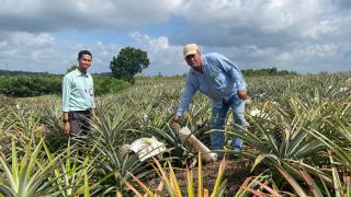 Perkebunan Warga Bintan berkembang Hingga 20 Hektar berkat MKM BRK Syariah 