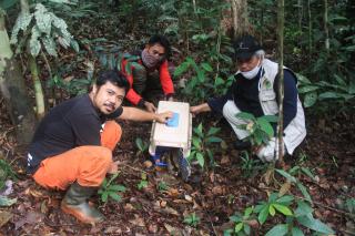 Edukasi Masyarakat, Kepala Balai TNTN Lepasliarkan Kukang Peliharaan
