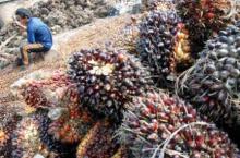 Harga TBS Sawit di Riau Turun Rp 25,82 perkilogram 