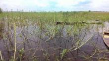 Luapan Banjir Di Bengkalis Rendam Puluhan Hektare Kebun Warga