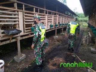 Babinsa Koramil 01 Bengkalis Memantau Demplot Peternakan Kambing