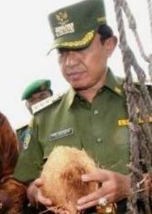 Indragiri Hilir Prioritaskan Rehabilitasi Infrastruktur Kebun Kelapa