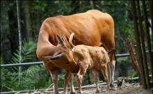 Sapi Betina Dilarang Dipotong di Riau