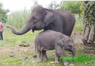 Tiga Anak Gajah Betina Mati dalam 7 Bulan: Alarm Merah Konservasi Sumatera