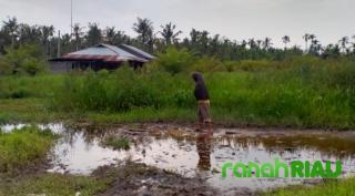 Diduga Limpahan Air dari PT SAGM Penyebab Rusaknya Kebun dan Hasil Tani Masyarakat di Sebatu