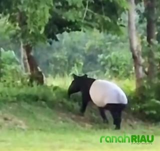 Tapir Muncul di Kawasan Flying Squad TNTN Pelalawan, Pertama Kali Terekam Pengunjung
