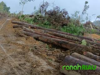 Kades Pantai Bantah Ikut Terlibat ILLOG di Hutan Lindung Bukit Betabuh