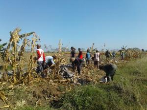 Satgas TMMD Babad Jagung Untuk Pelebaran JUT