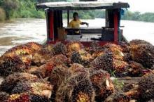 Wahh ternyata ini Penyebab turunnya harga TBS CPO Riau..