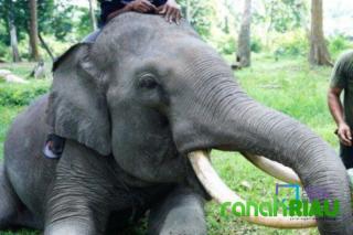 Heboh Penampakan Gajah berkeliaran di Komplek Warga, BKSDA Riau lakukan Pengamanan