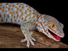 Fantastis... 179 milyard rupiah Untuk Sebuah Tokek