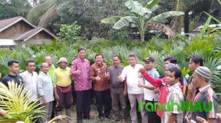 Tepati Janji, H. Halim Serahkan Bibit Sawit Gratis Ke Masyarakat