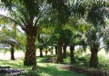 Sawit Diatas Lahan Pemko Pekanbaru Masih Belum Jelas