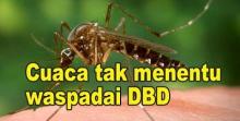 Waspada.. DBD di Pekanbaru Meningkat, Ini Penyebabnya