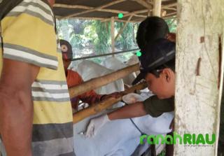 Dinas Peternakan Kota Pekanbaru pastikan belum ada Sapi dan kerbau yang terindikasi PMK dan LSD