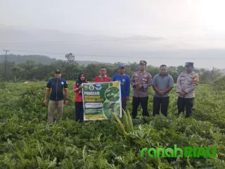 Kapolsek Tualang Panen Semangka Program KETAPANG bersama Penghulu Perawang Barat