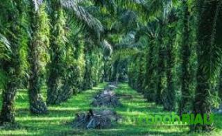 Harga TBS Kelapa Sawit Mitra Swadaya di Riau Rp 3.614,47/Kg