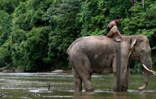 Konservasi Bisa Jadi Daya Tarik Pariwisata