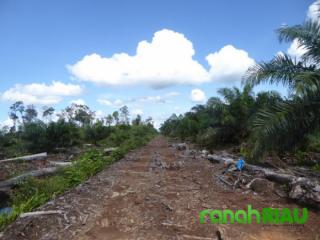 Koalisi  EoF Apresiasi Menteri LHK atas penolakan sawit jadi tanaman hutan