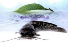 Cendol Lele? Simak bagaimana Rasanya...