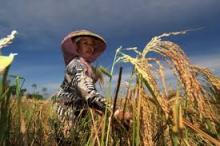 Siak Kecil Targetkan Peningkatan Produksi Padi 6 Ton Pertahun