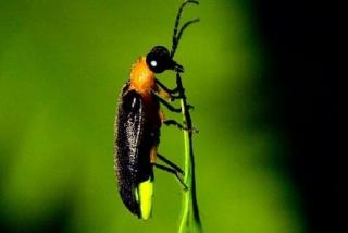 Kunang-Kunang di ambang kepunahan