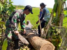 Demi JUT, Babinsa Ikut Gergaji Kayu Jati Milik Warga