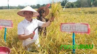 Bantu Benih Padi Untuk Masyarakat, H. Halim di Undang Pada Panen Raya