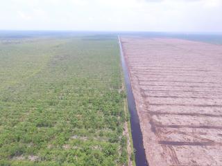 Restorasi gambut tak menentu, peraturan baru menguntungkan siapa?