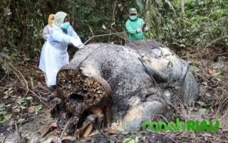 Gajah Jantan Tewas Ditembak di Pelalawan, Indikasi Perburuan Ilegal Menguat