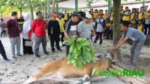 SMA Negeri 1 Teluk Kuantan, Sembelih 2 Ekor Sapi Qurban