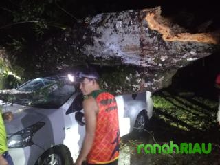 Diguyur Hujan Lebat dan Angin Kencang, Satu Unit Mobil Tertimpa Pohon Rambutan di Lubuk Ambacang