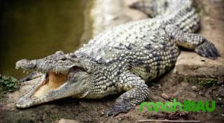 Awal Tahun 2021, Tangan Seorang Kakek di Kabupaten Inhil Disambar Buaya