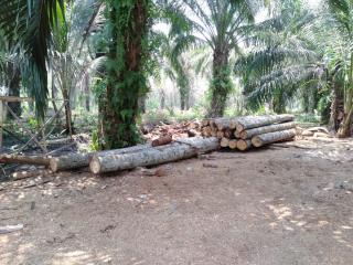 Kompol Arvin SIK : Kita Lidik Aktifitas Dugaan Ileggal logging