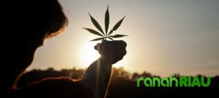 Anang Iskandar: Keputusan PBB tentang klasifikasi ganja bukan legalisasi