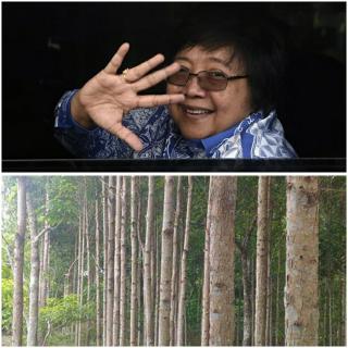 Kementerian LHK tanggap positif budidaya Kayu Gerunggang