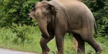 Kawanan Gajah Mengamuk di Tasik Serai Mandau, 2 rumah Warga jadi Korban
